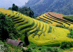 Top des plus belles rizières pendant la récolte dans le nord du Vietnam