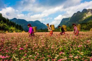 Sapa ou Ha Giang : Quelle destination choisir pour votre aventure au Nord du Vietnam ?