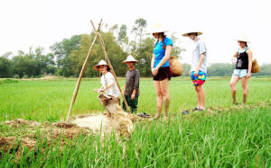Circuits agricoles au Vietnam : Devenir un véritable agriculteur