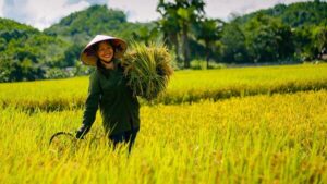 Le riz : L’âme de la culture culinaire vietnamienne