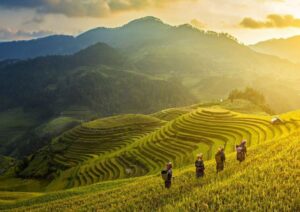 Saison du riz mûr à Sapa